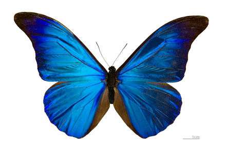 A Morpho butterfly. Photo: Didier Descouens / Wikipedia. Museum of Toulouse. CC 3.0.