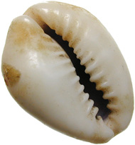 The empty shell of a cowry belonging to the biological species of cypraea annulus. Cypraea annulus as well as cypraea moneta were used as currency. © MoneyMuseum, Zurich.