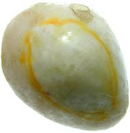 The empty shell of a cowry belonging to the biological species of cypraea annulus. Cypraea annulus as well as cypraea moneta were used as currency. © MoneyMuseum, Zurich.
