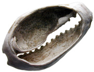 Remains of an old cowry. © MoneyMuseum, Zurich.