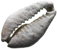 Remains of an old cowry. © MoneyMuseum, Zurich.