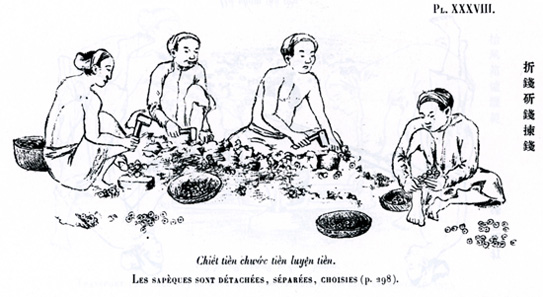 The coins are broken off the 'coin trees'. From A. Schroeder-Annam, Études numismatiques, Paris (1905), pl. 38.