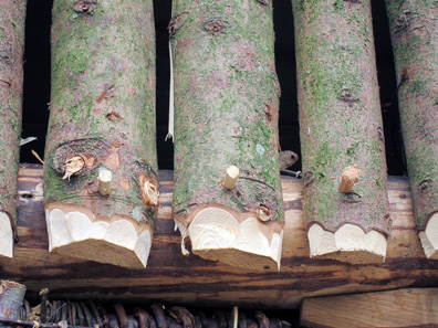 The hen house is kept together by treenails. Photograph: KW.