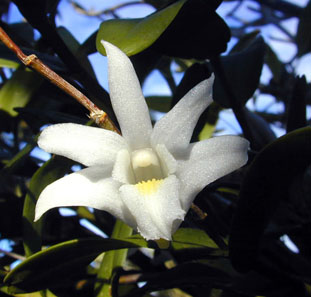 Close-up of an Dendrobium crumenatum growing as an epiphyte in a Hawaiian garden. Photo: Marshman / Eric Guinther http://creativecommons.org/licenses/by-sa/3.0/deed.en