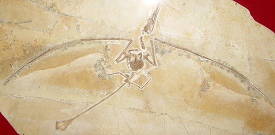 Photograph of a fossil cast of a Rhamphorhynchus skeleton exhibited in the North American Museum of Ancient Life, Lehi/Utah. Photo: Ninjatacoshell/ Dinoguy2 / http://creativecommons.org/licenses/by-sa/3.0/deed.en