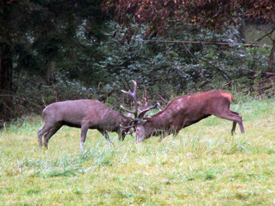 Two stags fighting. Photo: HaSee.
