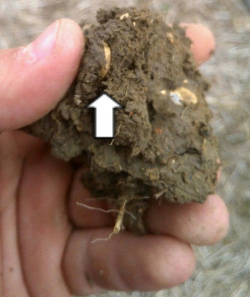 The gold quarter stater still in its clod of clay. 'At first I thought it was a brass button' says Tom, who was using an XP Goldmaxx Power detector. Photo: Tom Lesurf.