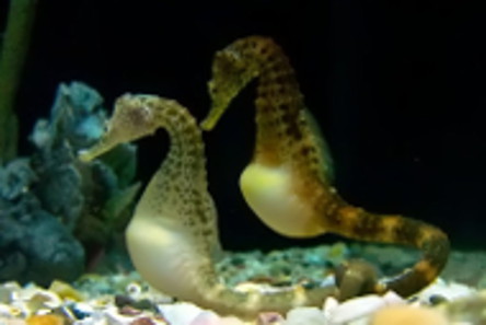 Potbelly Seahorses at Tennessee Aquarium, Chattanooga, TN, USA. Photo: Joanne Merriam / http://creativecommons.org/licenses/by-sa/3.0/deed.en