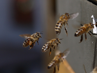 Western honey bee arriving at the hive. Photo: Waugsberg / http://creativecommons.org/licenses/by-sa/3.0/deed.en