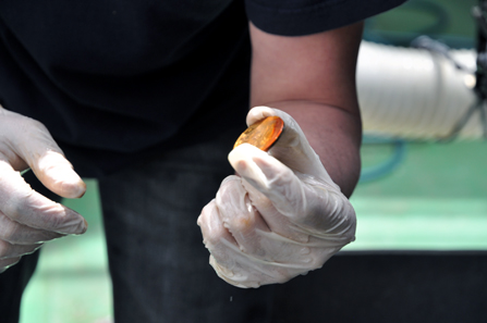 One of the two $20 Double Eagle coins recovered in April 2014 during Odyssey's first reconnaissance dive to the SS Central America shipwreck site, which lies 2,200 meters deep and 160 miles off the coast of South Carolina. Copyright: Odyssey Marine Exploration, Inc., www.OdysseyMarine.com.