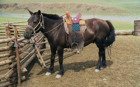 Mongol horse with working saddle. Source: Latebird/ http://creativecommons.org/licenses/by-sa/3.0/deed.en.