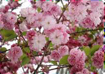 Matsumae kotoito-zakura.