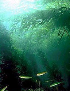 Kelp forest. Photo: Kip Evans / Wikicommons.