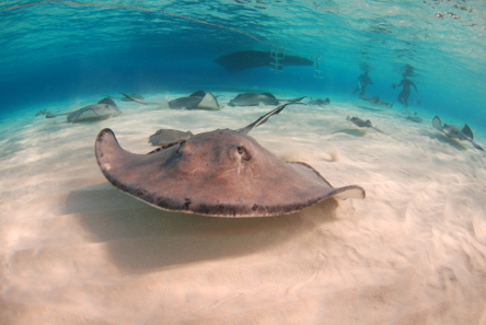 Even humans can suffer fatal injuries inflicted by stingrays. Photo: Albert Kok / http://creativecommons.org/licenses/by-sa/3.0/