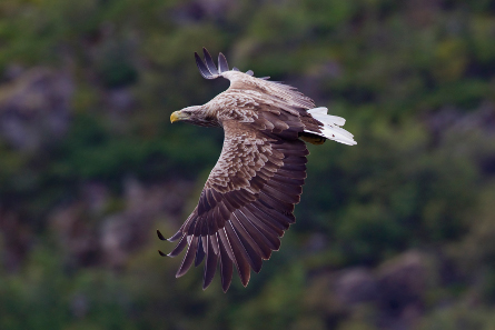 White-tailed eagle. Photo: Yathin S Krishnappa / http://creativecommons.org/licenses/by-sa/3.0/deed.en.