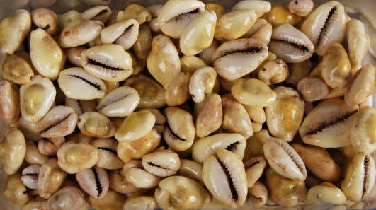 Cowrie shells from the Maldives. They were used as money across Africa, Arabia and Asia, and the Maldives were a principal source of the shells. © The Trustees of the British Museum.