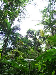 In the rain forest. Photo: Ursula Kampmann