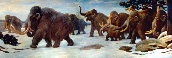 Restoration of a herd of Mammoths walking near the Somme River by Charles R. Knight. Source: Wikipedia.