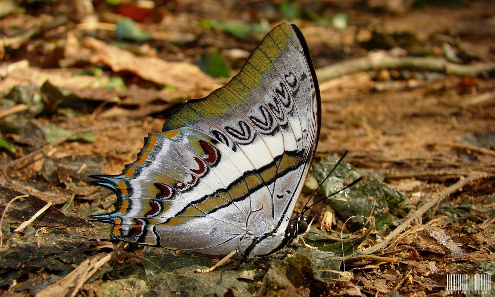 Blue nawab. Source: Wikicommons. http://creativecommons.org/licenses/by-sa/3.0/
