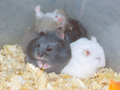 Campbell's dwarf hamsters in various colours.