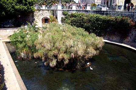 The fountain of Arethusa in Syracuse. The city goddess of the island did not possess an impressive temple as sanctuary but a humble fountain. Photograph: Giovanni Dall'Orto / Wikipedia.