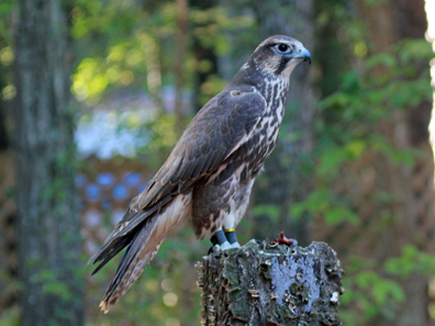 Captive Falco cherrug. Photograph: Wikipedia / Dick Daniels. https://creativecommons.org/licenses/by-sa/3.0/deed.en