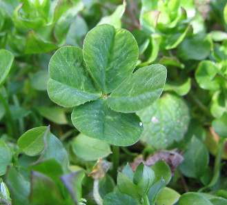 Four-leaf clover. Photograph: Phyzome / https://creativecommons.org/licenses/by-sa/3.0/deed.en