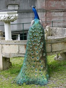 Indian Peafowl. Photograph: Amanda Grobe und Nyla1 / https://creativecommons.org/licenses/by-sa/2.5/deed.en