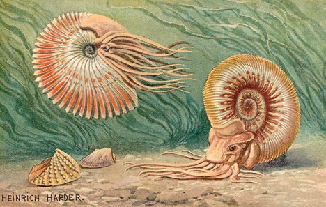 Historic reconstruction of ammonites by Heinrich Harder (1858-1935).