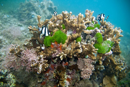 White Tail Damselfish. Photograph: Paul Asman and Jill Lenoble / https://creativecommons.org/licenses/by/2.0/deed.en