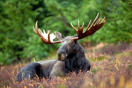 A male moose takes a rest in a field. Photo: Hagerty Ryan, U.S. Fish and Wildlife Service via Wikimedia Commons.