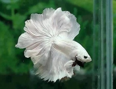 White male Siamese fighting fish. Photograph: Kingloovr / https://creativecommons.org/licenses/by-sa/3.0/deed.en