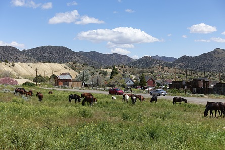 Yes, these are actually wild mustangs, even if they do not look different from normal horses. Photograph: UK.