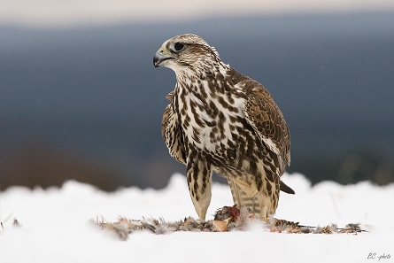 An impressive aerial hunter: the Saker Falcon. Photograph: Bohus Cicel. https://creativecommons.org/licenses/by-sa/3.0/deed.en.