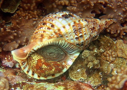 Triton trumpet (and sea cucumber) in Guam, Mariana Islands.