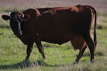The Latvian Brown is Latvia's typical cattle breed. Photo: Ingrida Briede / https://creativecommons.org/licenses/by-sa/3.0/deed.lv
