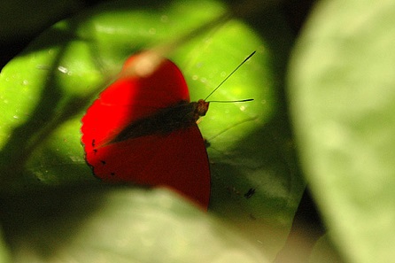 Male specimen of Cymothoe hobarti. Photograph: Tom Tarrant / https://creativecommons.org/licenses/by-sa/3.0/deed.en