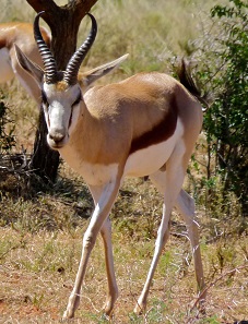 The springbok is the heraldic animal of the Republic of South Africa. Photo: Bernard Dupont / Wikipedia.