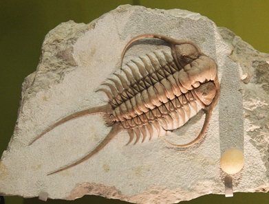 A fossil Cheirurus ingricus on display in the Sant Hall of Oceans in the Smithsonian Museum of Natural History. This specimen was discovered in 1845 in in Russia. Photo: Tim Evanson / https://creativecommons.org/licenses/by-sa/2.0/deed.de