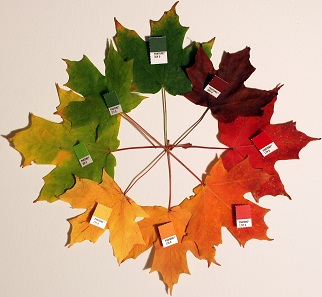 The leaves of the sugar maple change colour in all kinds of shades in autumn. Source: Chris Glass, edited by Jeff G / Wikipedia
