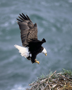 The bald eagle. Photo: Dave Menke / United States Fish and Wildlife Service.