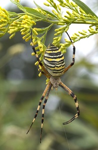 Wasp Spider. Photo: Masaki Ikeda.