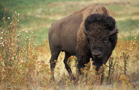 Buffalo. Photo: Wikipedia / Jack Dykinga, Agricultural Resarch Service, USA.