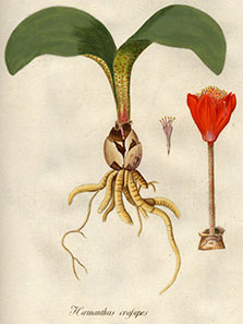 Haemanthus coccineus L., one of the rare plants that could be found at the botanic gardens of Schönbrunn. From