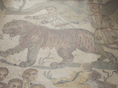 An Indian tiger being captured to be killed in some animal fight for the entertainment of the Romans. Mosaic from the Villa Casale / Sicily. Photo: KW.