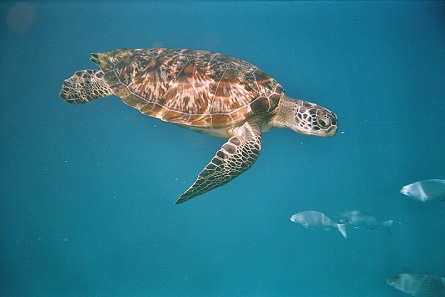 The doctors hope, Omsin will recover and soon be as well as this fellow green sea turtle. Photo: Schuetze77 / CC BY-SA 3.0