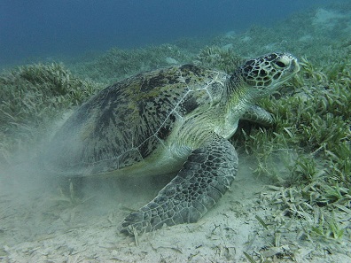 Green sea turtle near Marsa Alam, Eypt. Photo: Alexander Vasenin / Wikimedia Commons / CC BY-SA 3.0