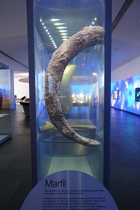 Ivory – not a case for CITES, it dates back to the 7th/6th century BC. Photo: KW.