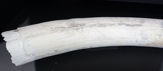 Ivory into which the owner apparently carved his name. Photo: KW.