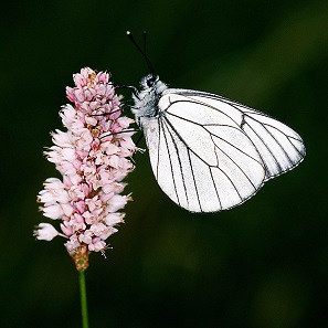 An aporia crataegi male. Photo: Olaf Leillinger / CC BY-SA 3.0